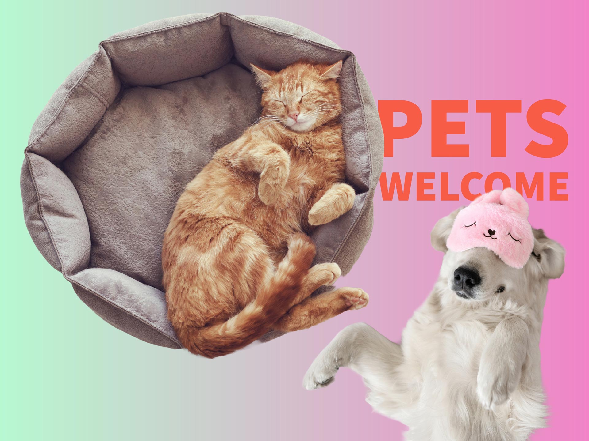 Schlafende Katze im Körbchen und Hund mit Schlafmaske, Schriftzug "Pets Welcome"